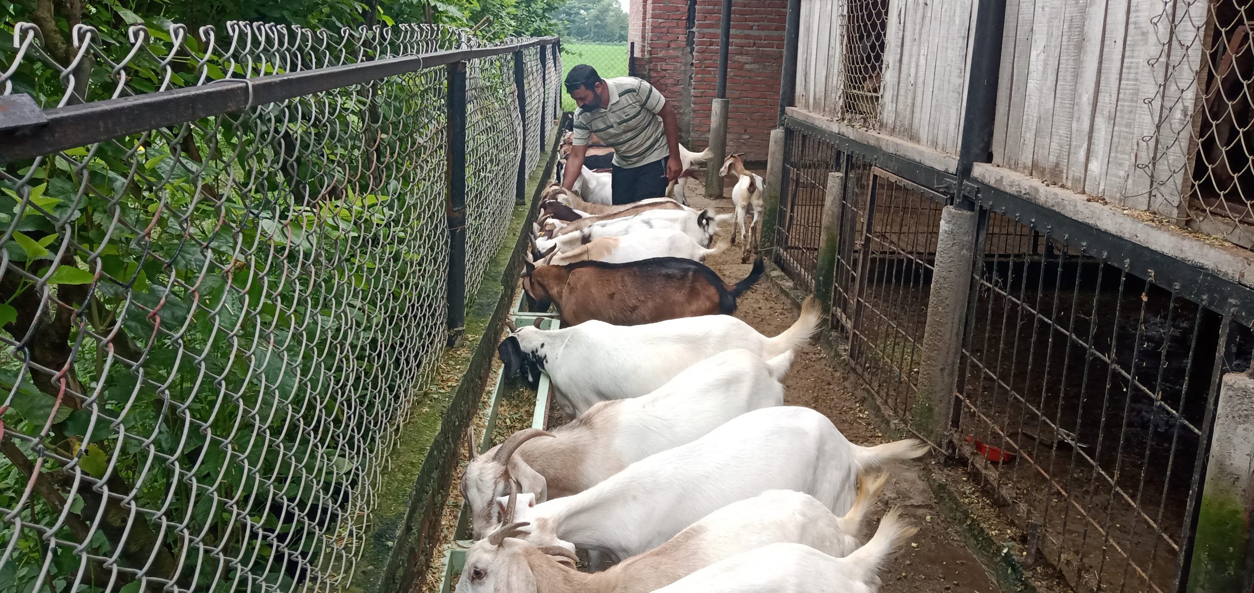 व्यवसायिक कृषिमा युवा, मनग्य आम्दानी