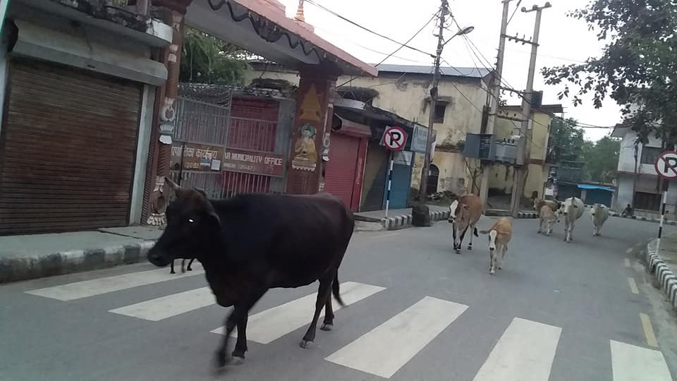 छाडा चौपाया व्यवस्थापनमा चुके स्थानीय सरकार, दुर्घटनाको जोखिम बढ्दो