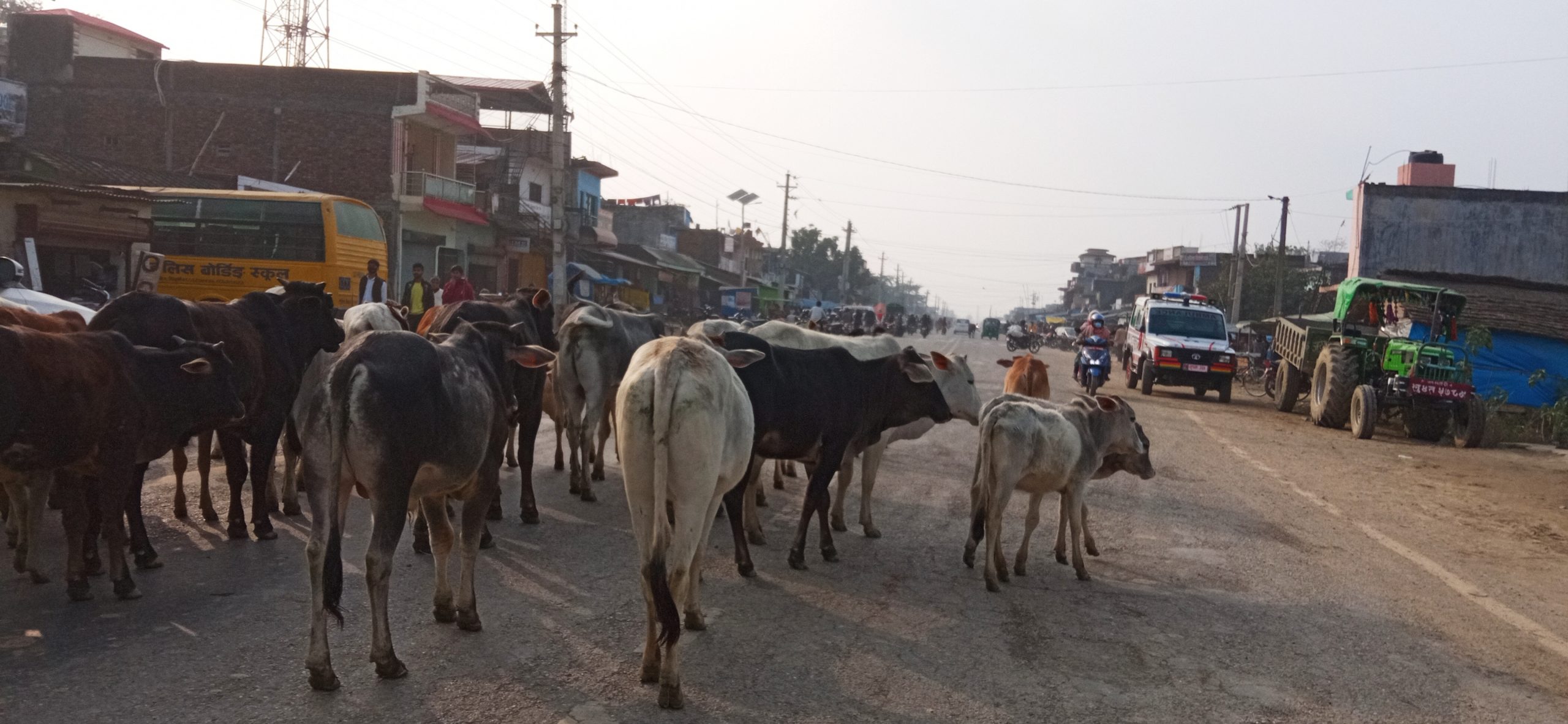 सडक नै गोठ बनेपछि…