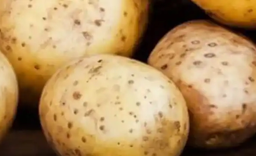 महँगो आलु, एक किलो किन्न खर्चिनुपर्छ ८० हजार रुपैयाँ