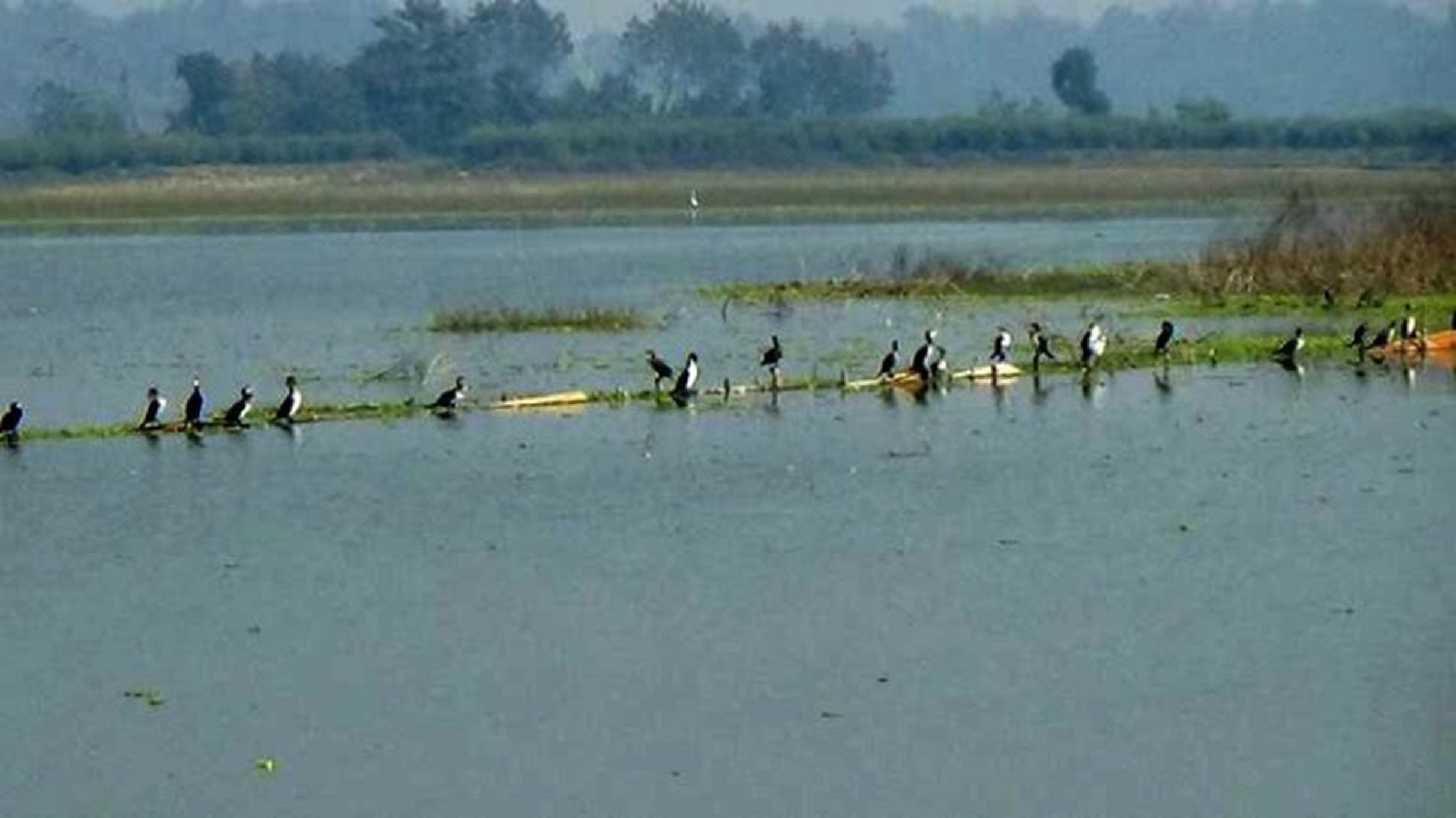 ताल अतिक्रमणसँगै उजाड बन्दै