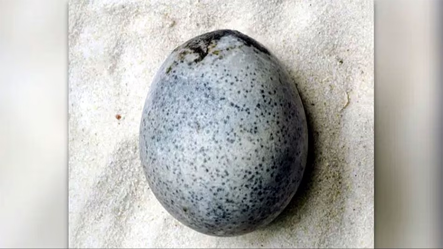 १७ सय वर्ष पुरानो अण्डा !