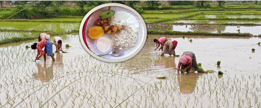 धान दिवसः दही चिउरा खाएर मनाइँदै, किसानलाई भने मलकै चिन्ता