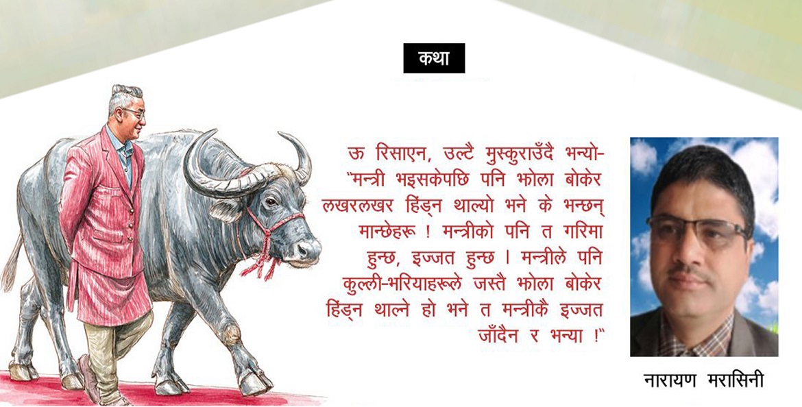 कथा: भैंसी माइलालाई रातो कार्पेट !