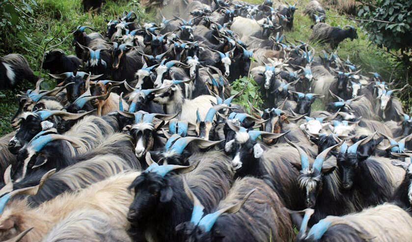 दशैंका लागि मुस्ताङबाट आउँदै परीक्षण गरिएका भेडाच्यांग्रा