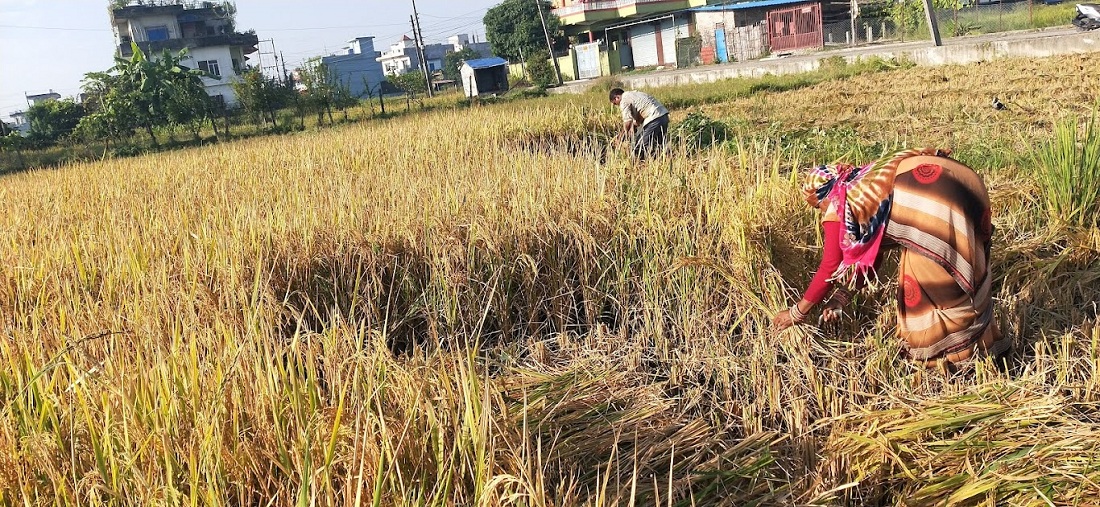 धान काट्न तीन–चार दिन पर्खिन बिज्ञको सुझाव