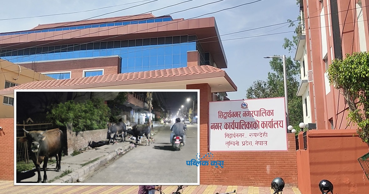 सिद्धार्थनगरको छाडा चौपाया नियन्त्रण योजना अलपत्र