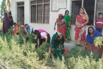 गाँजा नष्ट गर्ने अभियानमा जुटे चम्कीपुरका महिला