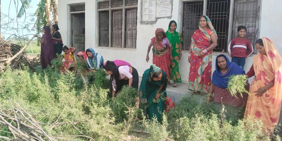 गाँजा नष्ट गर्ने अभियानमा जुटे चम्कीपुरका महिला