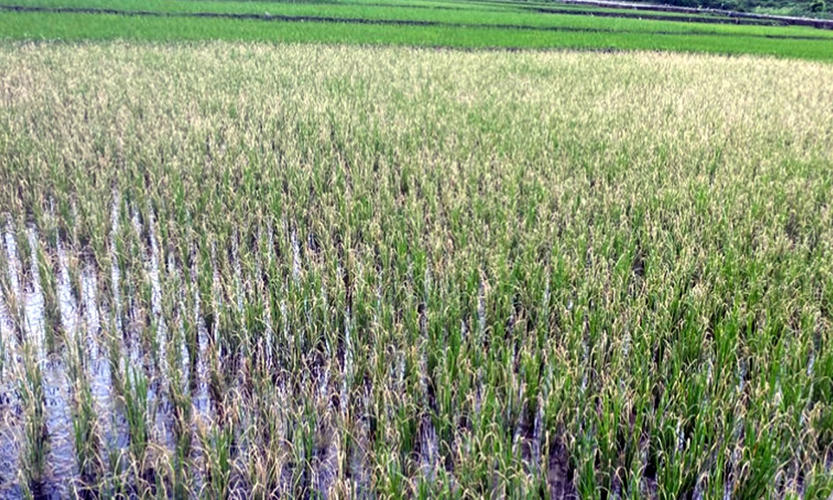 धानमा काँढादार खपटे रोग फैलिएपछि किसान चिन्तित