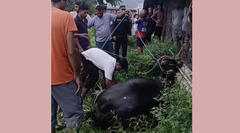 बध गर्न ल्याइएको भैंसी बिच्किएपछि उल्टै ४ जना घाइते